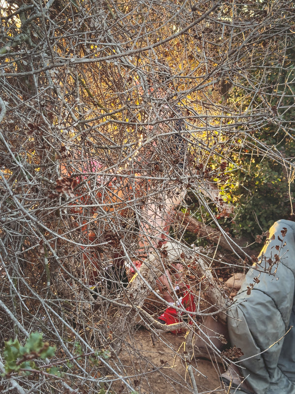 Daniel Case, Bent Branches, 2014