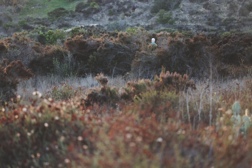 Daniel Case, In Brush, 2014