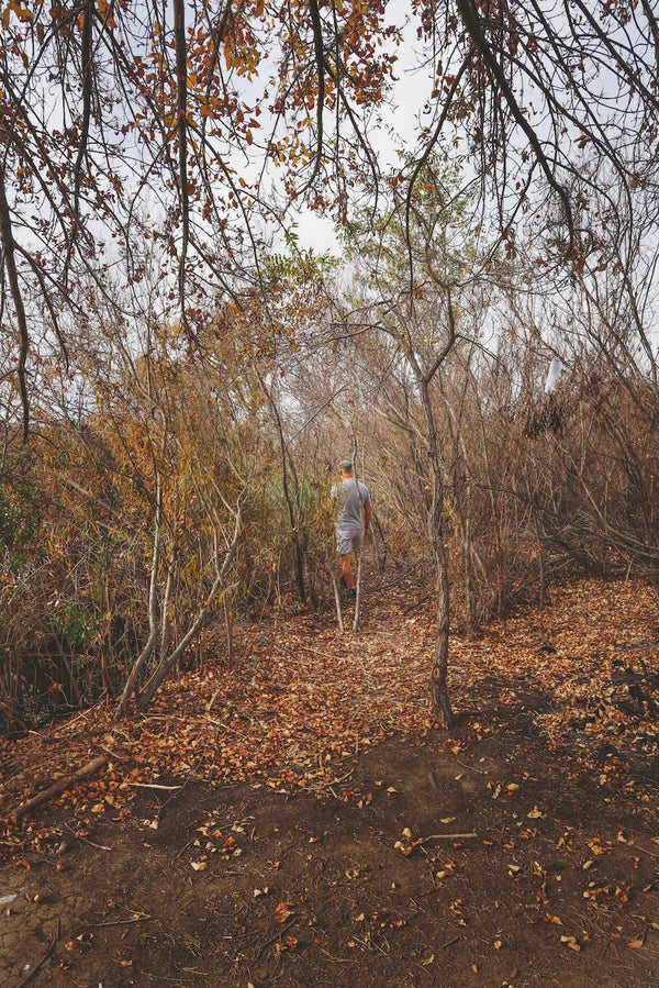 Daniel Case, In Trees, 2014