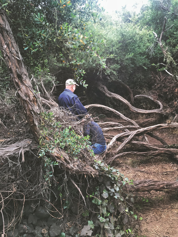 Daniel Case, Blue Branches, 2014