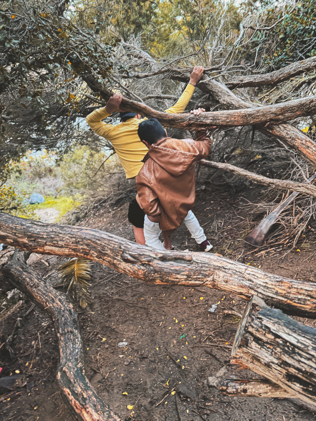 Daniel Case, Moving Branches, 2014