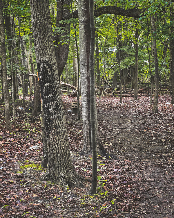 Daniel Case, Cum!, 2014