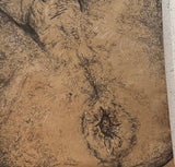 jason salstein, Figure Drawing; Gaped, 2023