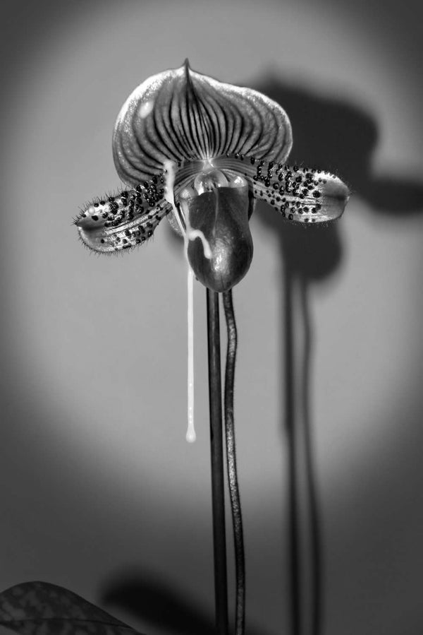 Josef Jasso, Boys As Flowers II, 2018